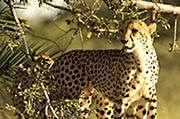 Cheetah Okavango